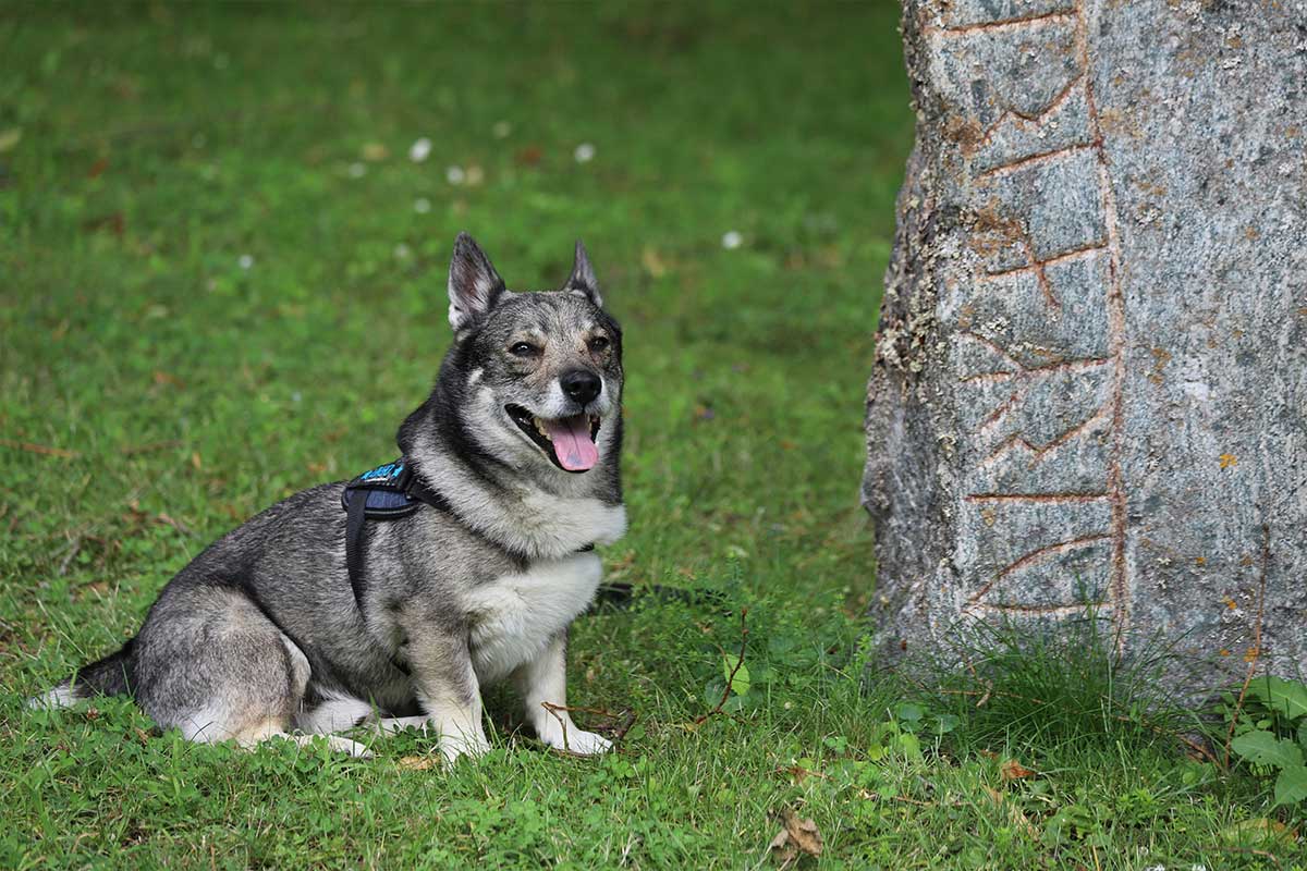 Vallhund Sueco